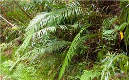 Lần đầu tiên tìm thấy tinh thể nguyên tố đất hiếm hình thành trong dương xỉ